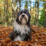 Hond